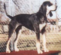 Bluetick Coonhound