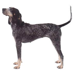 Bluetick Coonhound