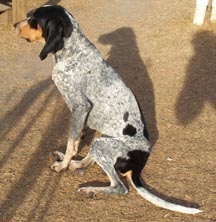 Bluetick Coonhound