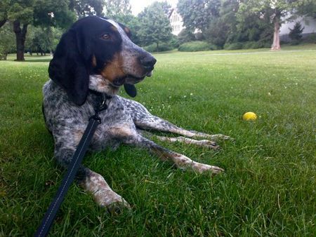 Bluetick Coonhound