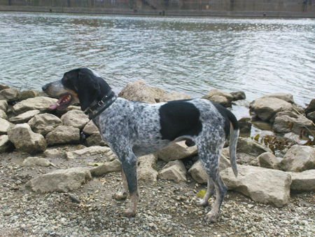 Bluetick Coonhound