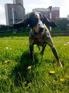 Bluetick Coonhound Hunde Foto 43234 Bluetick Coonhound