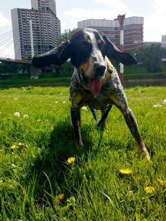 Bluetick Coonhound