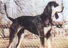 Bluetick Coonhound Hund