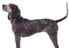 Bluetick Coonhound Hund