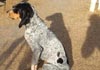 Bluetick Coonhound Hund