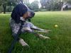 Bluetick Coonhound Hund