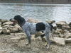 Bluetick Coonhound Hund