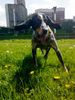 Bluetick Coonhound Hund