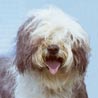 Bobtail, Old English Sheepdog