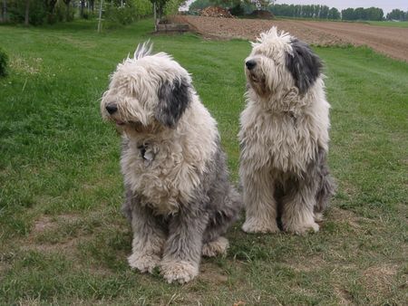 Bobtail Robin & Aysha