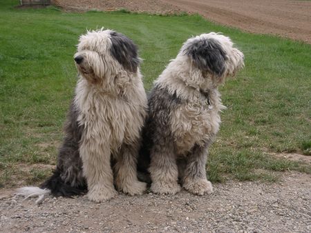 Bobtail Robin & Aysha