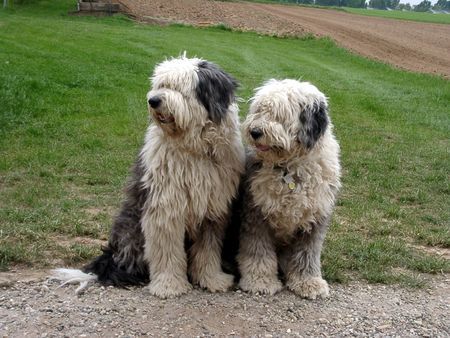 Bobtail Sind wir nicht ein schönes Paar?? Wir sind Robin + Aysha!!