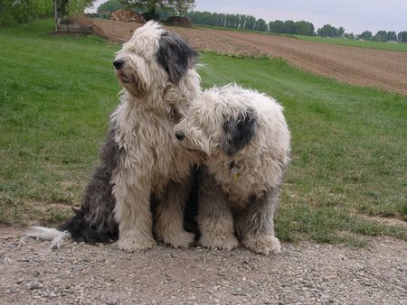 Bobtail Robin & Aysha