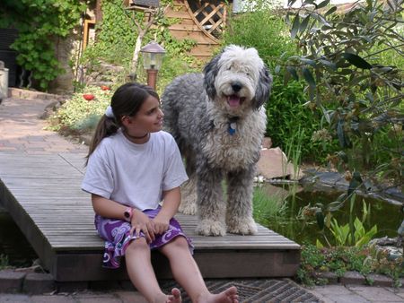 Bobtail Jeannette mit Aysha - Freundschaft für immer!