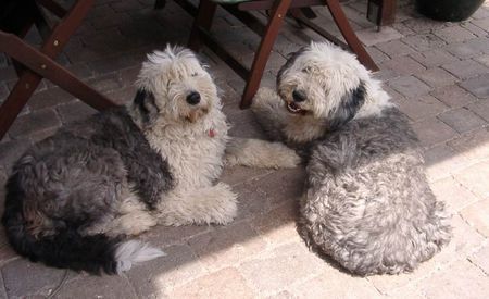 Bobtail Hunde Foto 31097 in höherer Auflösung ansehen Bobtail Robin 10 Jahre + Aysha 5,5 Jahre