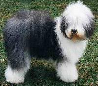 Bobtail Hunde Foto 263 Bobtail