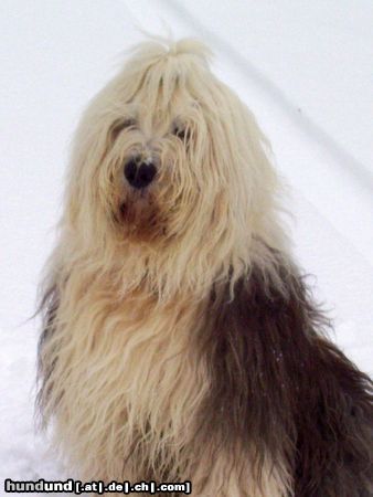 Bobtail Snoopy im Schnee