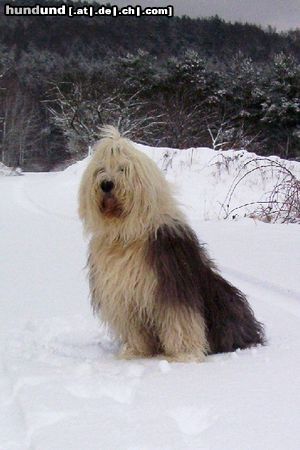 Bobtail Snoopy im Schnee