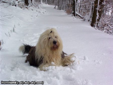 Bobtail Snoopy im Schnee