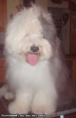 Bobtail Hunde Foto 5195 Bobtail Asita v.Elsterufer