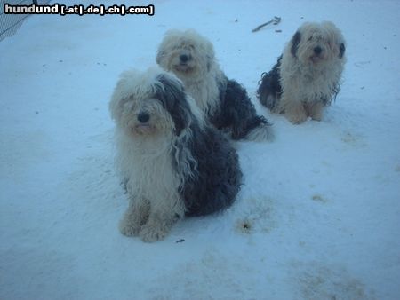 Bobtail Hunde Foto 5199 Bobtail 3Bobis im Schnee