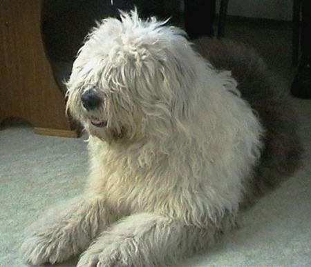 Bobtail Hunde Foto 26828 Bobtail Du kommst hier nicht rein !!!