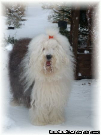 Bobtail Hunde Foto 9727 Bobtail Pitt- Angel Balboa from Stone\'s- Hurra es ist Winter