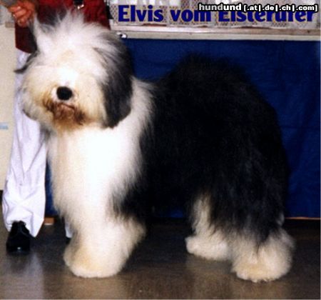 Bobtail Hunde Foto 5196 Bobtail Elvis v.Elsterufer