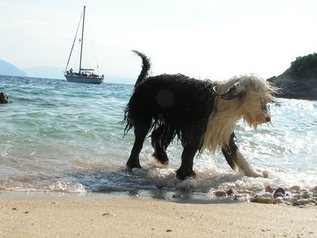 Bobtail Hunde Foto 28236 Bobtail Dafni Grichenland 6/11/05