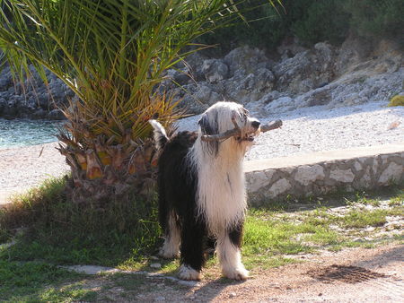 Bobtail Hunde Foto 28237 Bobtail Dafni Grichenland 6/10/05