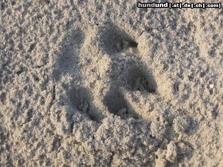 Bobtail Hunde Foto 7418 Bobtail ...Hardys Bobtail-Spur im Sand