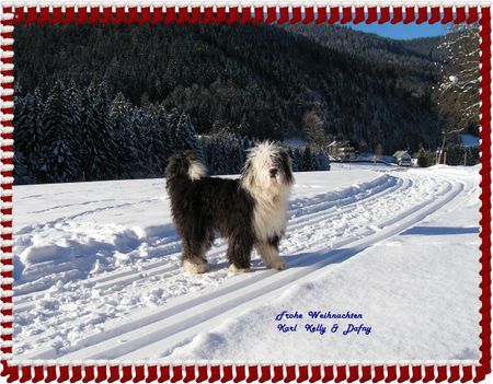 Bobtail Hunde Foto 27605 Bobtail