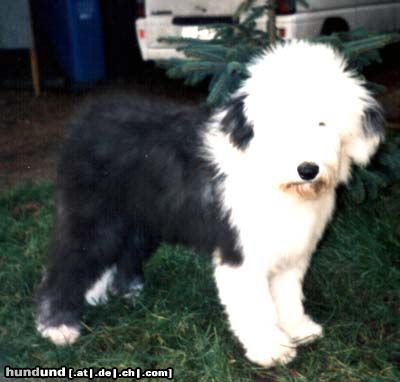 Bobtail Hunde Foto 9721 Bobtail Liesa im Alter von16 Wochen