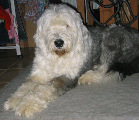Bobtail Hunde Foto 31978 in höherer Auflösung ansehen Bobtail