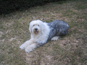 Bobtail Hunde Foto 31287 in höherer Auflösung ansehen Bobtail unsere Lady