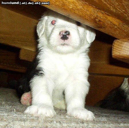 Bobtail Hunde Foto 6472 Bobtail Angel Del Pierro from Stone´s hier gerade 3 Wochen alt.