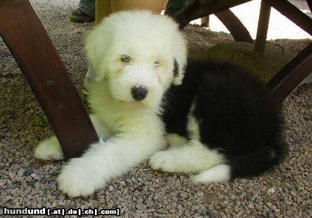 Bobtail Hunde Foto 6473 Bobtail Angel Del Pierro from Stone´s hier 8 Wochen alt.
