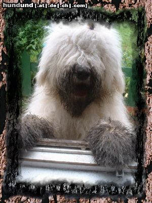 Bobtail Hunde Foto 9716 Bobtail Ich will Gärtner werden