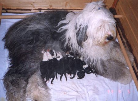 Bobtail Hunde Foto 2322 Bobtail Familienglück