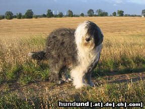 Bobtail Hunde Foto 5783 Bobtail Antonia, vom Winde verweht...