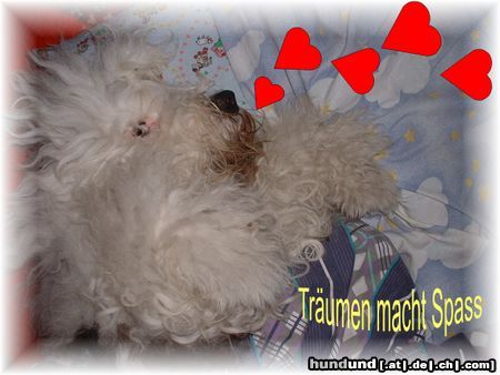 Bobtail Hunde Foto 9717 Bobtail Ich will Gärtner werden