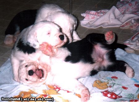 Bobtail Hunde Foto 9715 Bobtail Ich werde ein Superstar