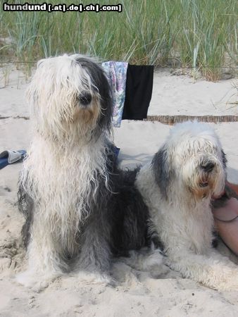 Bobtail Hunde Foto 5193 Bobtail Ostsee-Urlaub 2003