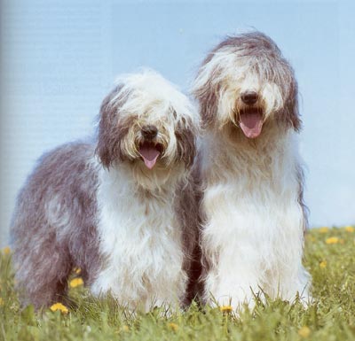 Bobtail Hunde Foto 103 Bobtail