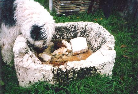 Bobtail Hunde Foto 706 Bobtail Bobby