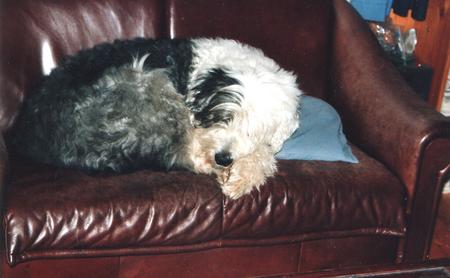Bobtail Hunde Foto 705 Bobtail Bobby