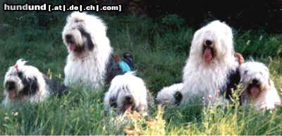 Bobtail Hunde Foto 9723 Bobtail Bobbifamilie