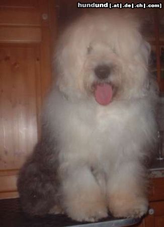 Bobtail Hunde Foto 5198 Bobtail Cocco v. Elsterufer