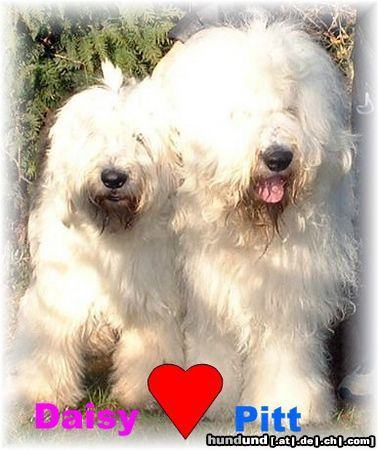 Bobtail Hunde Foto 9733 Bobtail Daisy und Pitt haben geheiratet